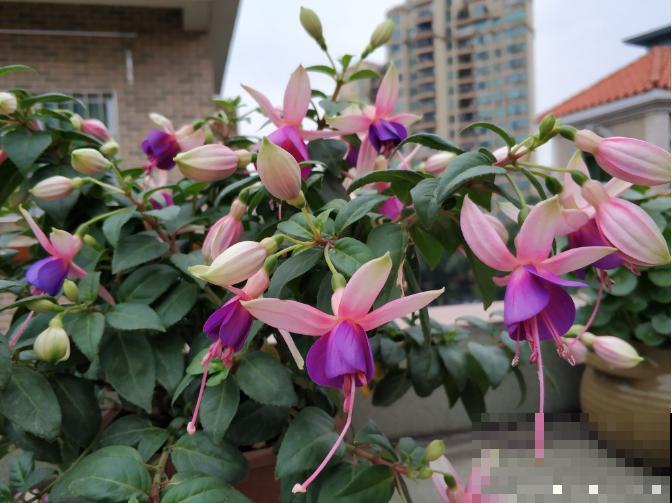 4种花只能北方养，南方种不了，只因温度太高！