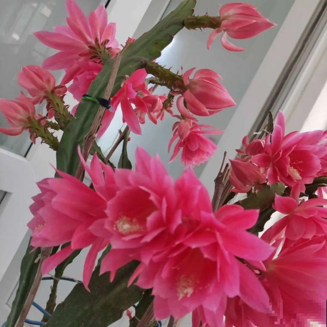 看图猜花名，100道题，测你的养花天分！