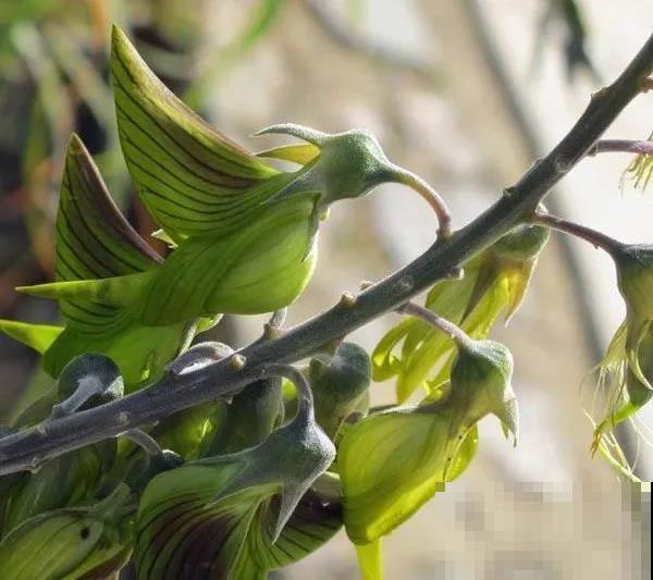 青鸟花,被束缚住的“蜂鸟”,美得太逼真! 青鸟花,被束缚住的“蜂鸟”,美得太逼真!