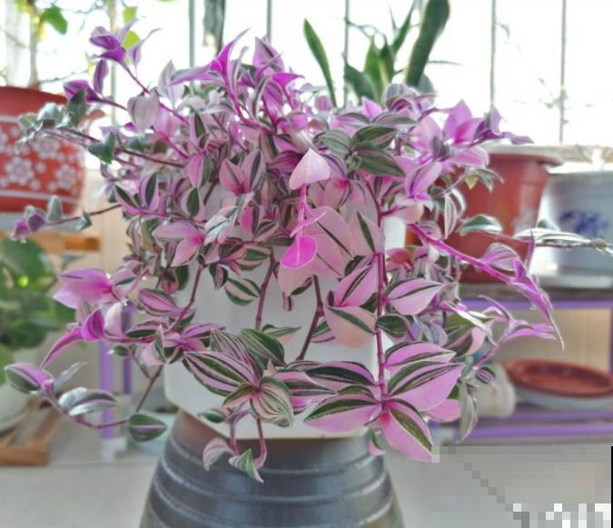 5种网红植物，叶子粉粉嫩嫩，耐阴又好养！