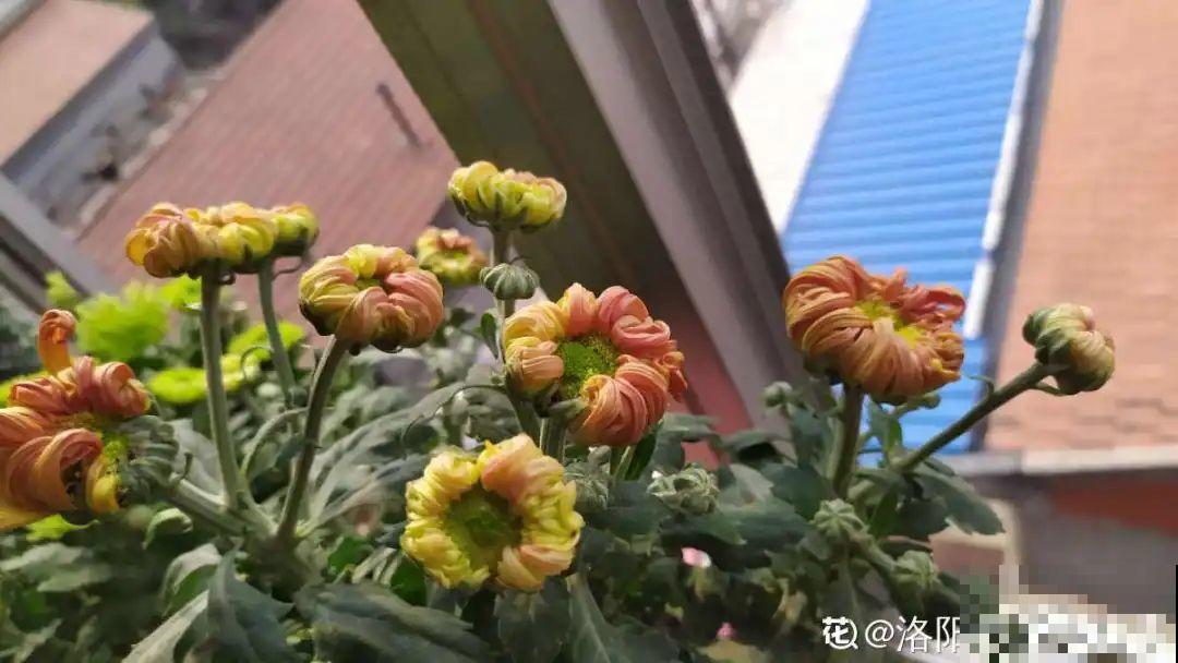 秋天虫子泛滥，不注意预防，家里的花都遭殃！