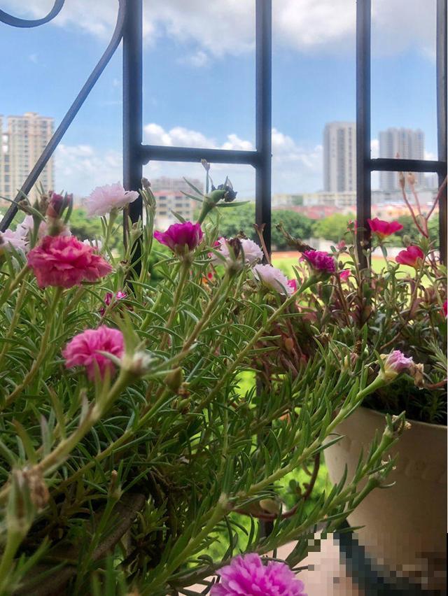 急性子人,就养这4种花,一周长好,棵棵爆盆 急性子人,就养这4种花,一周长好,棵棵爆盆