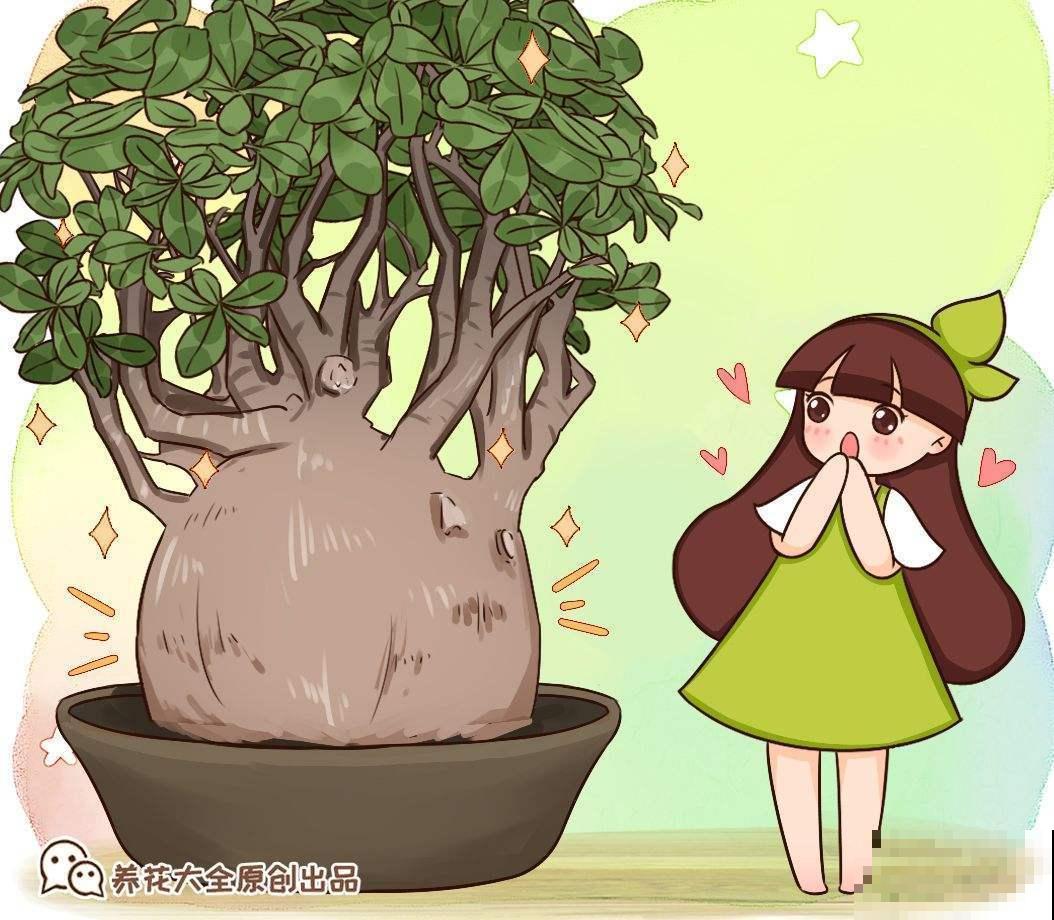 超耐旱的沙漠玫瑰，肚大花美，你值得拥有哦！