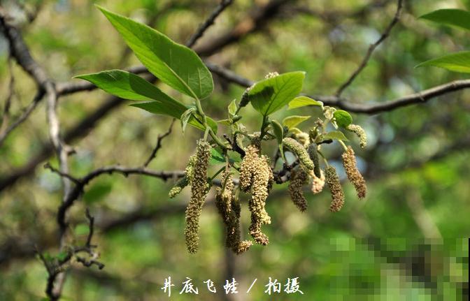 构树全身都是宝,花穗和果子都能吃,叶子还能洗碗! 构树全身都是宝,花穗和果子都能吃,叶子还能洗碗!