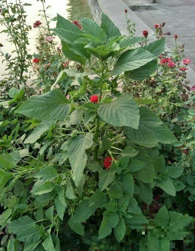 38种入侵植物,全村出来挖,挖完又长一大片 38种入侵植物,全村出来挖,挖完又长一大片