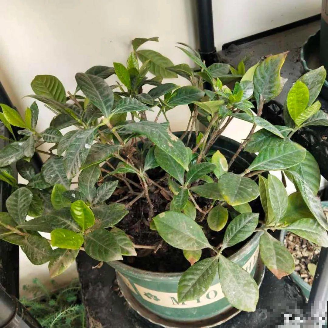 下个月开始，这10种花不能剪，剪了没花看，白养大半年！