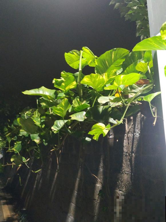 绿萝养久了,居然变成了龟背竹,还开背了? 绿萝养久了,居然变成了龟背竹,还开背了?