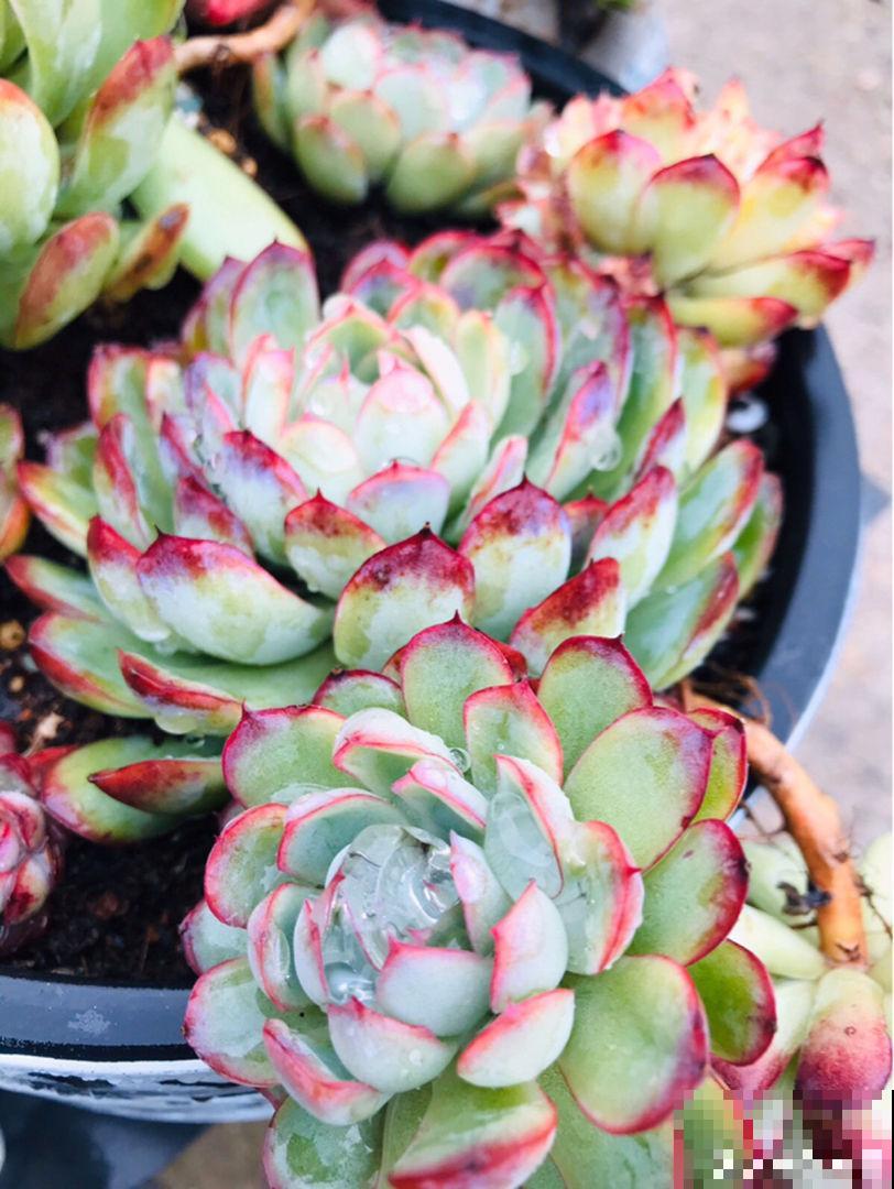 多肉这么养,才能养的白白胖胖,10年不烂根 多肉这么养,才能养的白白胖胖,10年不烂根