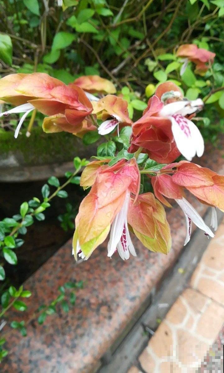 虾衣花不用买,在家就能繁殖,方法多样,总有一种适合你! 虾衣花不用买,在家就能繁殖,方法多样,总有一种适合你!