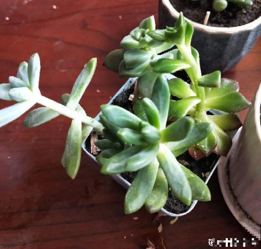 公认难养的花,养一盆死一盆,从来没有养活过! 公认难养的花,养一盆死一盆,从来没有养活过!