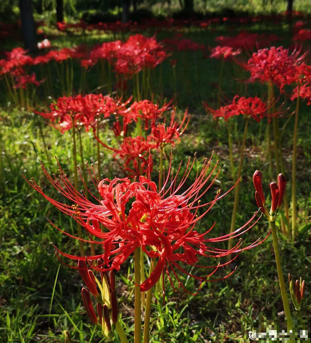 罂粟花不能随便种,私自种植,就得薅光 罂粟花不能随便种,私自种植,就得薅光