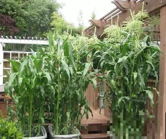 西红柿、玉米……埋土里，7天长成小森林，结出果子一大筐！