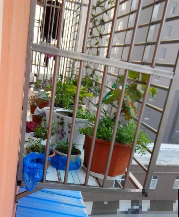 养花也要有度,阳台别摆太多花,小心压塌了! 养花也要有度,阳台别摆太多花,小心压塌了!