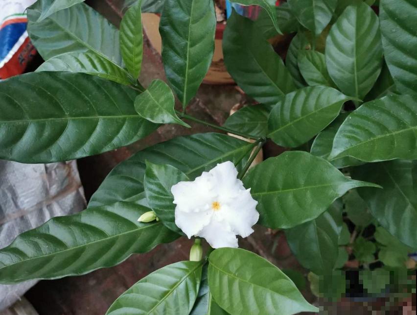 名字怪异的狗牙花,花开雪白,花花表示心疼! 名字怪异的狗牙花,花开雪白,花花表示心疼!