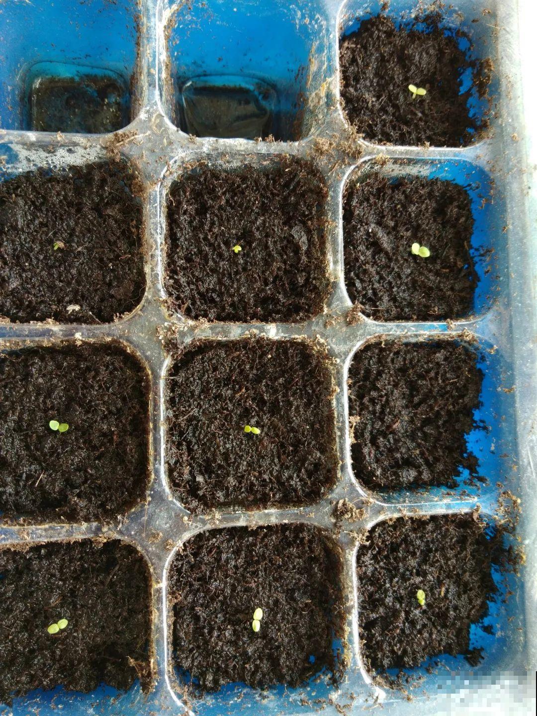 5种花，只能秋天播种，苗壮开花多！