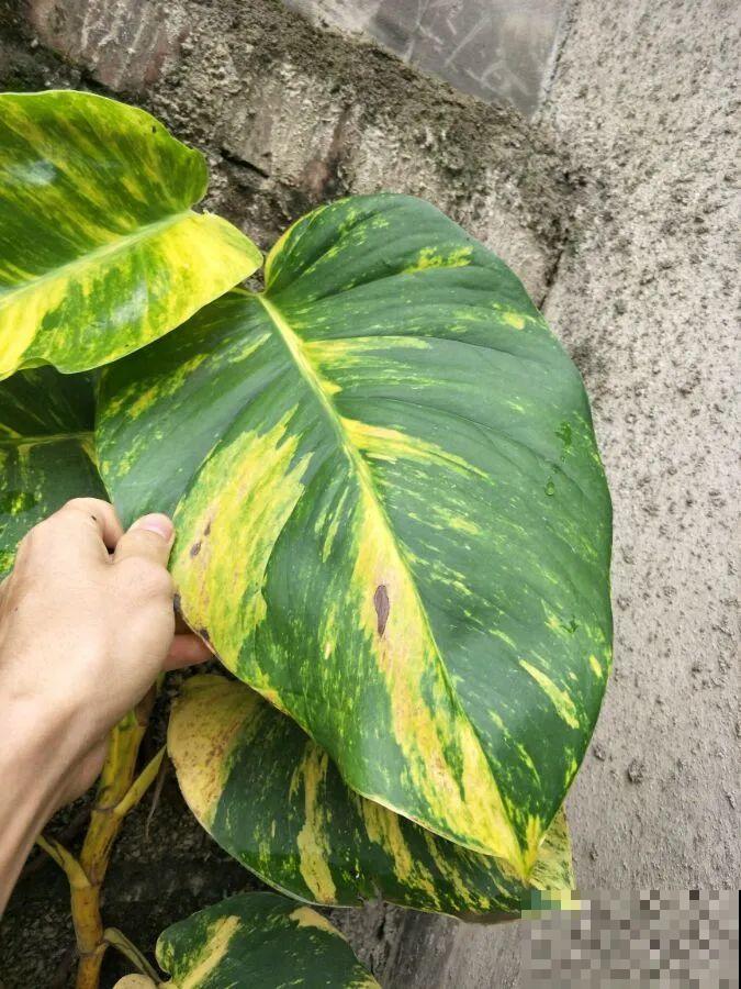 比人还大的植物叶,感受一下来自大自然的神奇! 比人还大的植物叶,感受一下来自大自然的神奇!