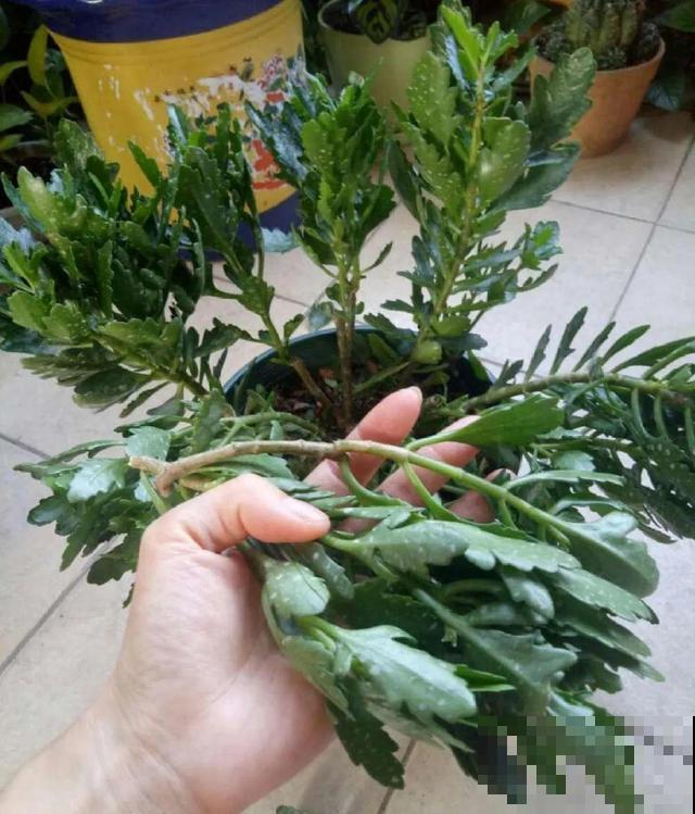 20种花,天凉了赶紧剪,来年开花有多又艳! 20种花,天凉了赶紧剪,来年开花有多又艳!