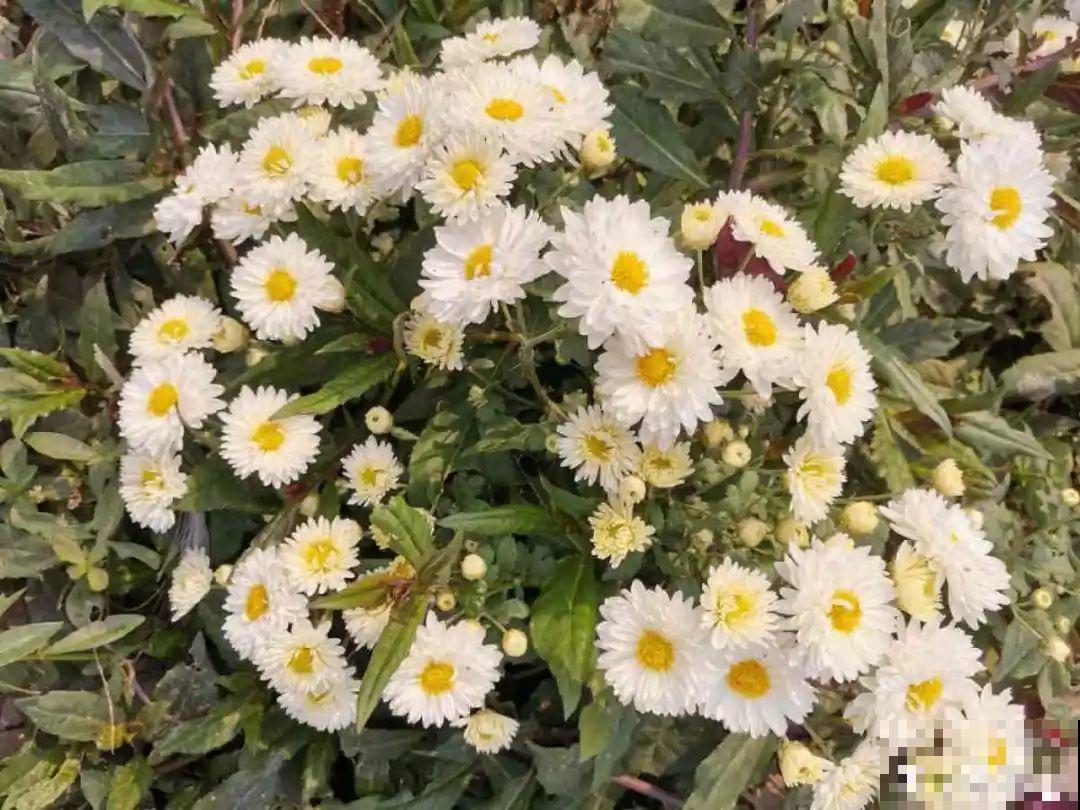 白色蜀葵竟被拦腰折断,说是因为颜色不吉利,真无语! 白色蜀葵竟被拦腰折断,说是因为颜色不吉利,真无语!