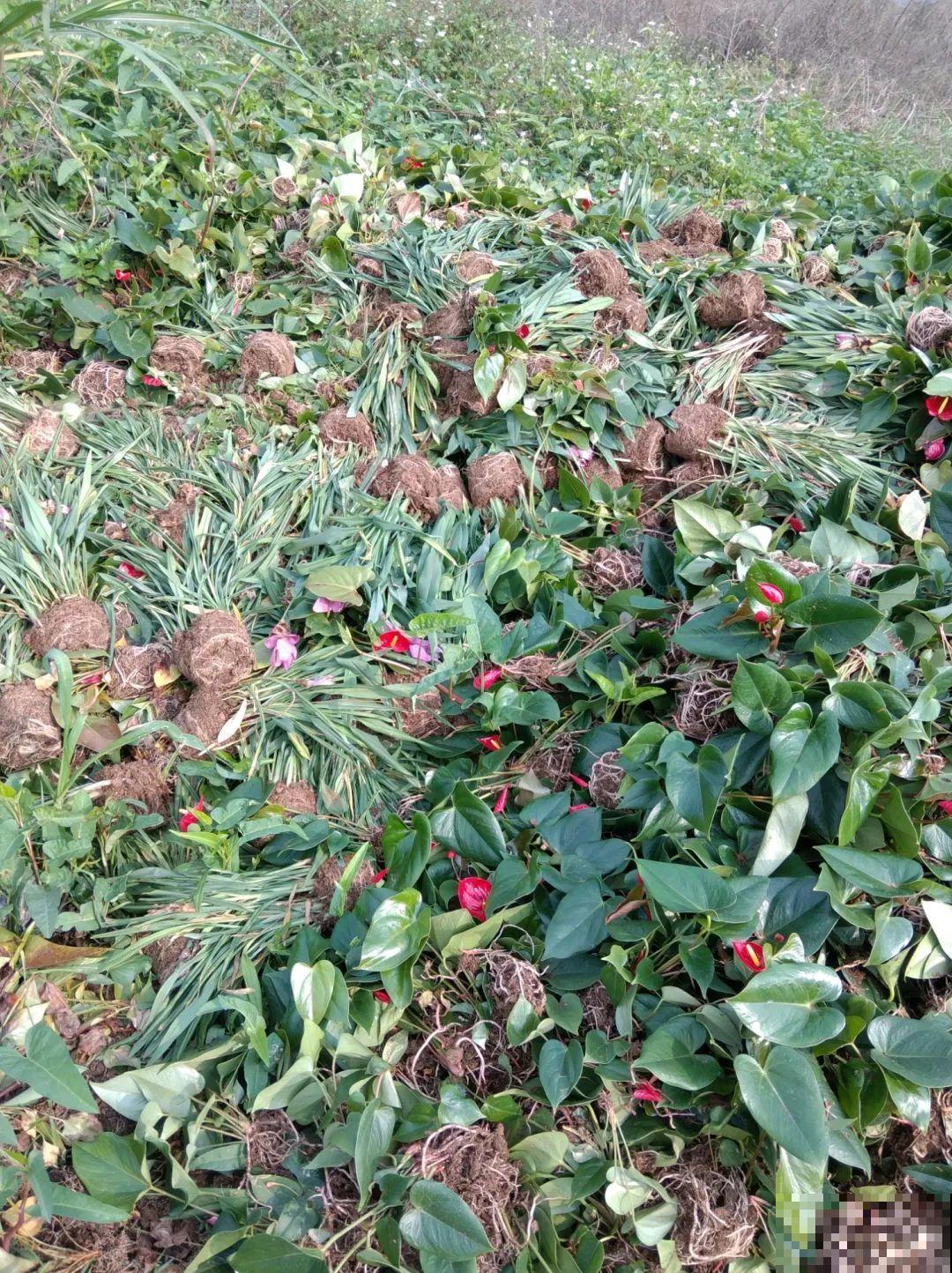花堆成山，捡到手软，大麻袋都装不下了！