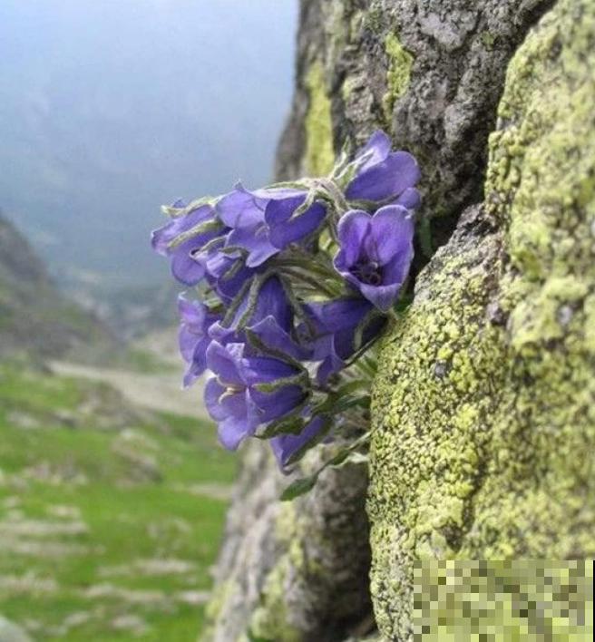 石缝间开出来的花,一点土都没有,生命力太强悍! 石缝间开出来的花,一点土都没有,生命力太强悍!