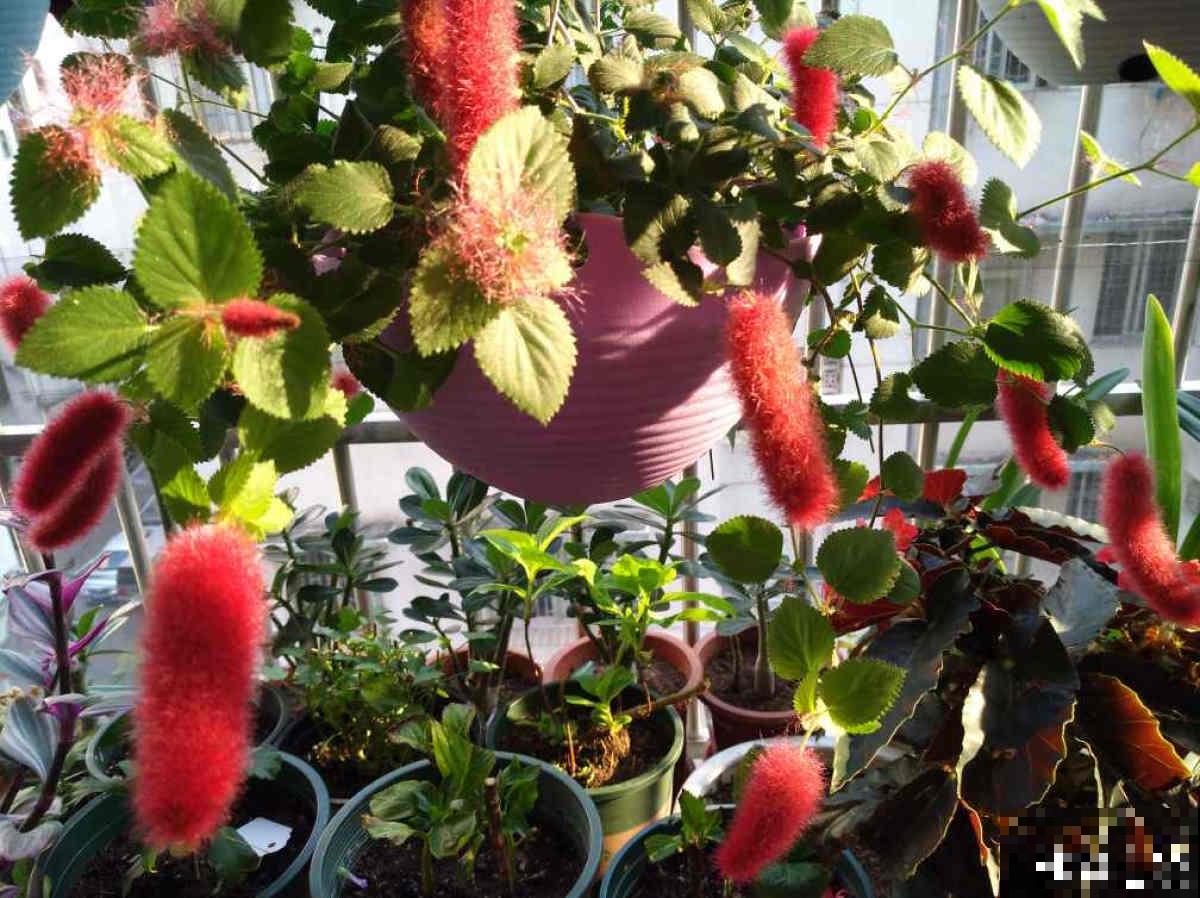 养了一盆尾巴花,开花红彤彤,摆在家里真喜庆 养了一盆尾巴花,开花红彤彤,摆在家里真喜庆