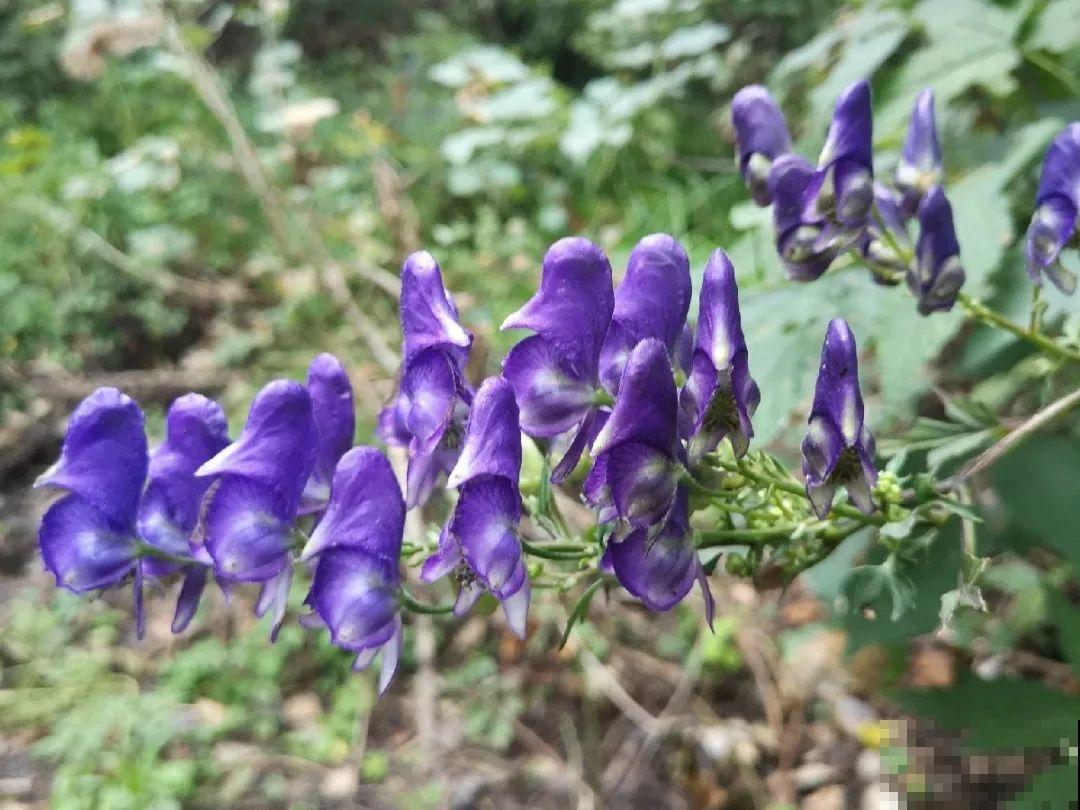 20种有毒花,出门别乱摘,有小孩的特别注意 20种有毒花,出门别乱摘,有小孩的特别注意