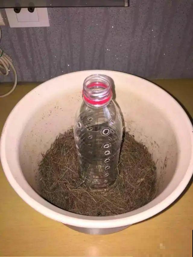 塑料瓶养花真省钱,戳个洞就行,种上吊兰长得超旺 塑料瓶养花真省钱,戳个洞就行,种上吊兰长得超旺