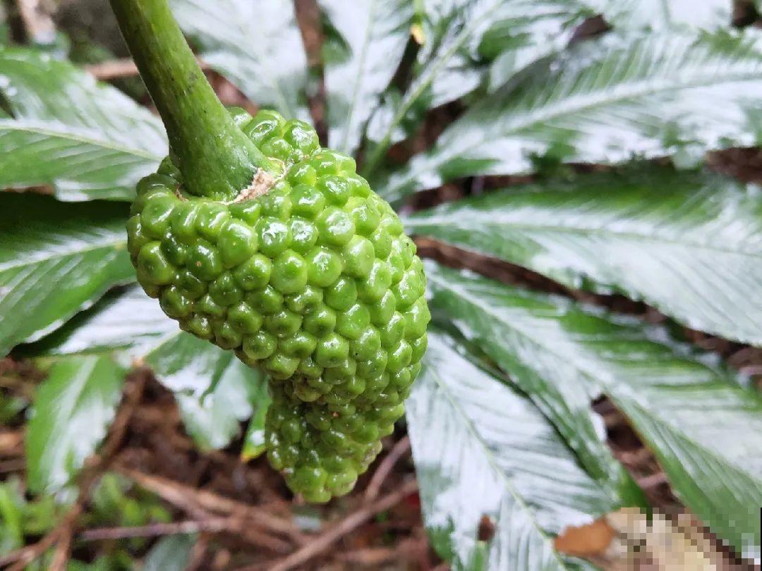 20种有毒花,出门别乱摘,有小孩的特别注意 20种有毒花,出门别乱摘,有小孩的特别注意