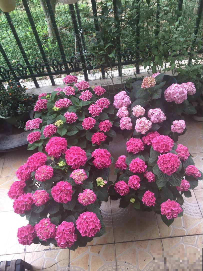 竹芋叶子像彩虹,耐阴耐潮,淋个雨还能长爆盆 竹芋叶子像彩虹,耐阴耐潮,淋个雨还能长爆盆