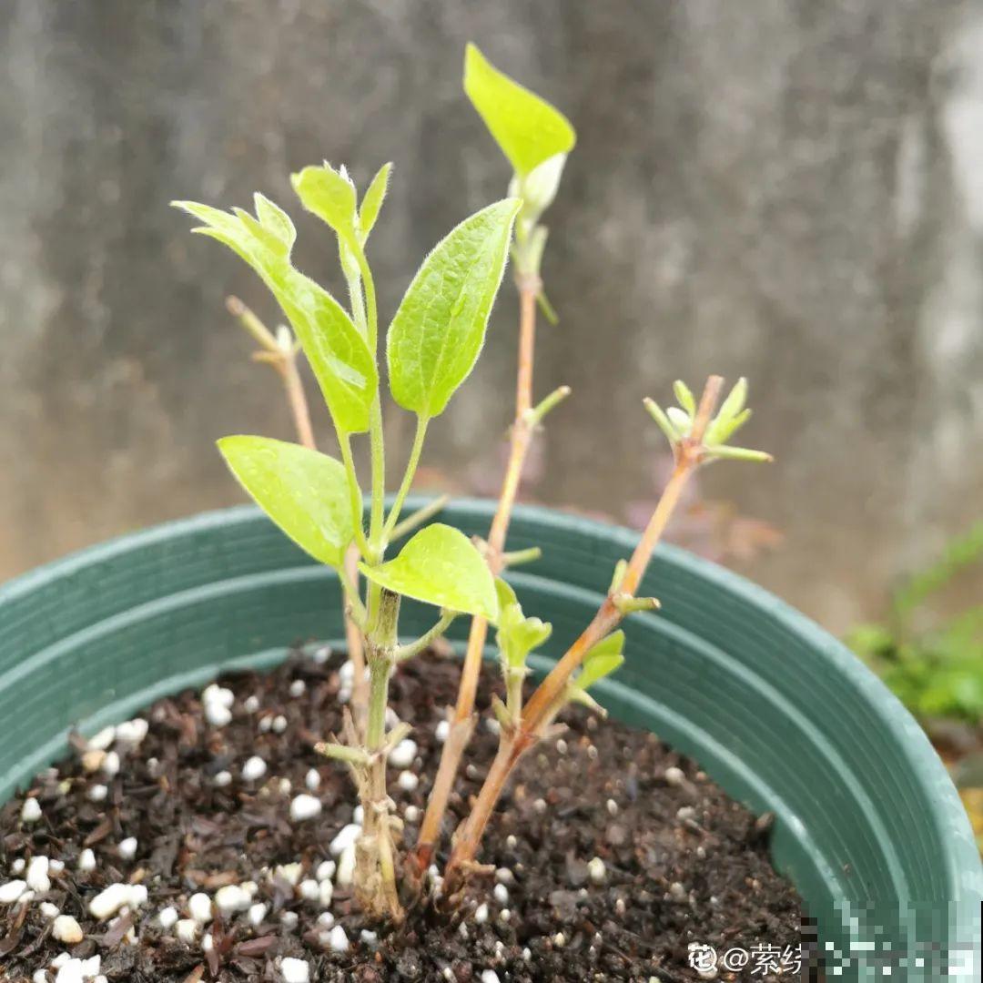秋天养铁线莲，沾土就活，零下20度冻不死！