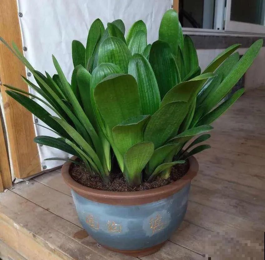 秋老虎来了，9种花进入“死期”，切莫大意！