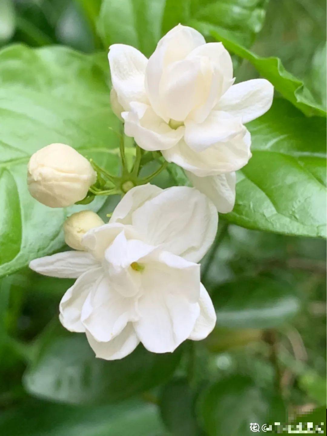 家里养3种花,最怕遇见这个,抓紧避免才能疯长! 家里养3种花,最怕遇见这个,抓紧避免才能疯长!