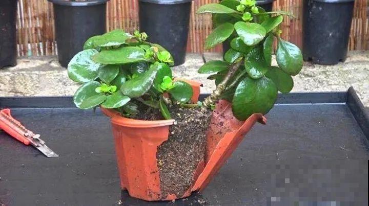 这花千万别换盆，小心一换就死！