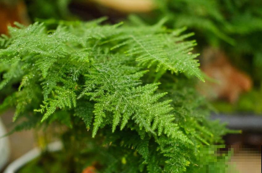 文竹总是枯黄，找准原因，对症下药，新叶子绿油油！