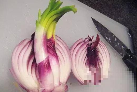 洋葱屁股不要扔，埋在土里浇点水，长成新洋葱！