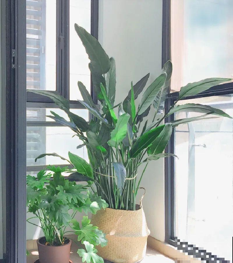 客厅摆盆它，叶子竖着长，有品位、上档次！