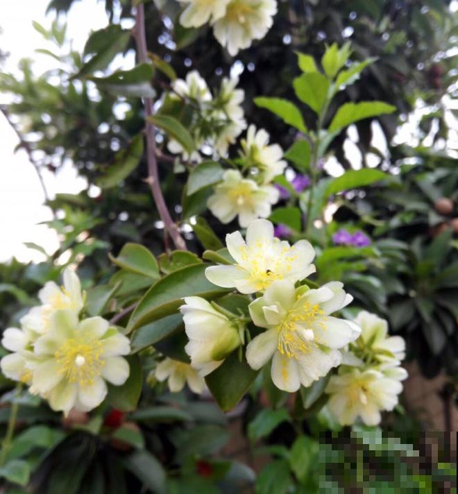 蟹爪兰就得现在嫁接,高温高湿,三两天就活了! 蟹爪兰就得现在嫁接,高温高湿,三两天就活了!