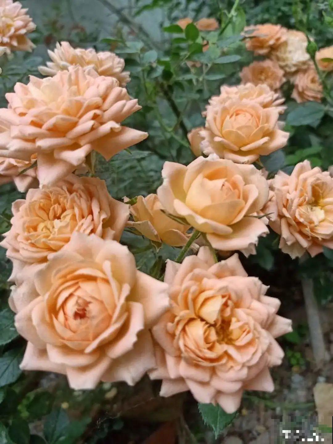 公认难养的花,养一盆死一盆,从来没有养活过! 公认难养的花,养一盆死一盆,从来没有养活过!