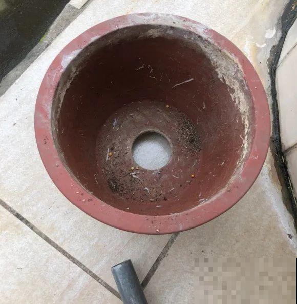 养花不一定要用大花盆，8种花要换小盆，挤着养才能长好