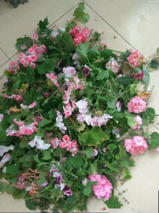 8种花要舍得掐,才能越长越旺盛 8种花要舍得掐,才能越长越旺盛