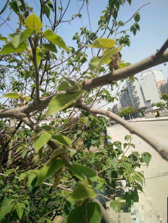 构树全身都是宝,花穗和果子都能吃,叶子还能洗碗! 构树全身都是宝,花穗和果子都能吃,叶子还能洗碗!