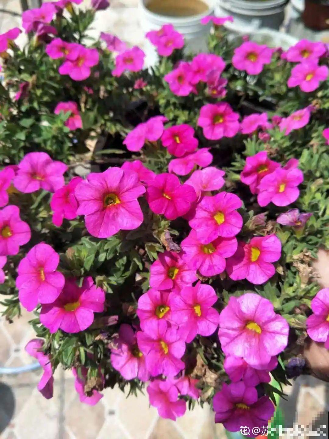 20种花秋天浇水避坑指南,现在就注意,来年长更好! 20种花秋天浇水避坑指南,现在就注意,来年长更好!