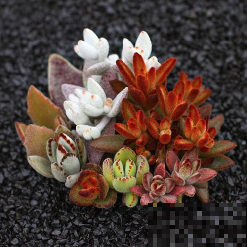 天生长毛的多肉，叶子毛绒绒，比玩具熊还可爱