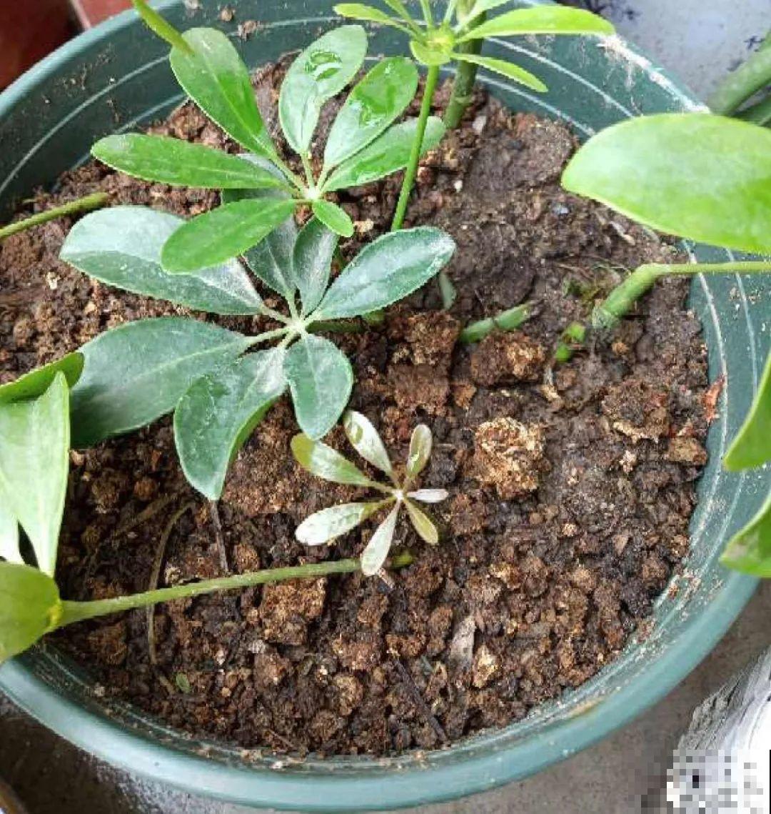 你扔的花,我捡回家,半个月起死回生! 你扔的花,我捡回家,半个月起死回生!