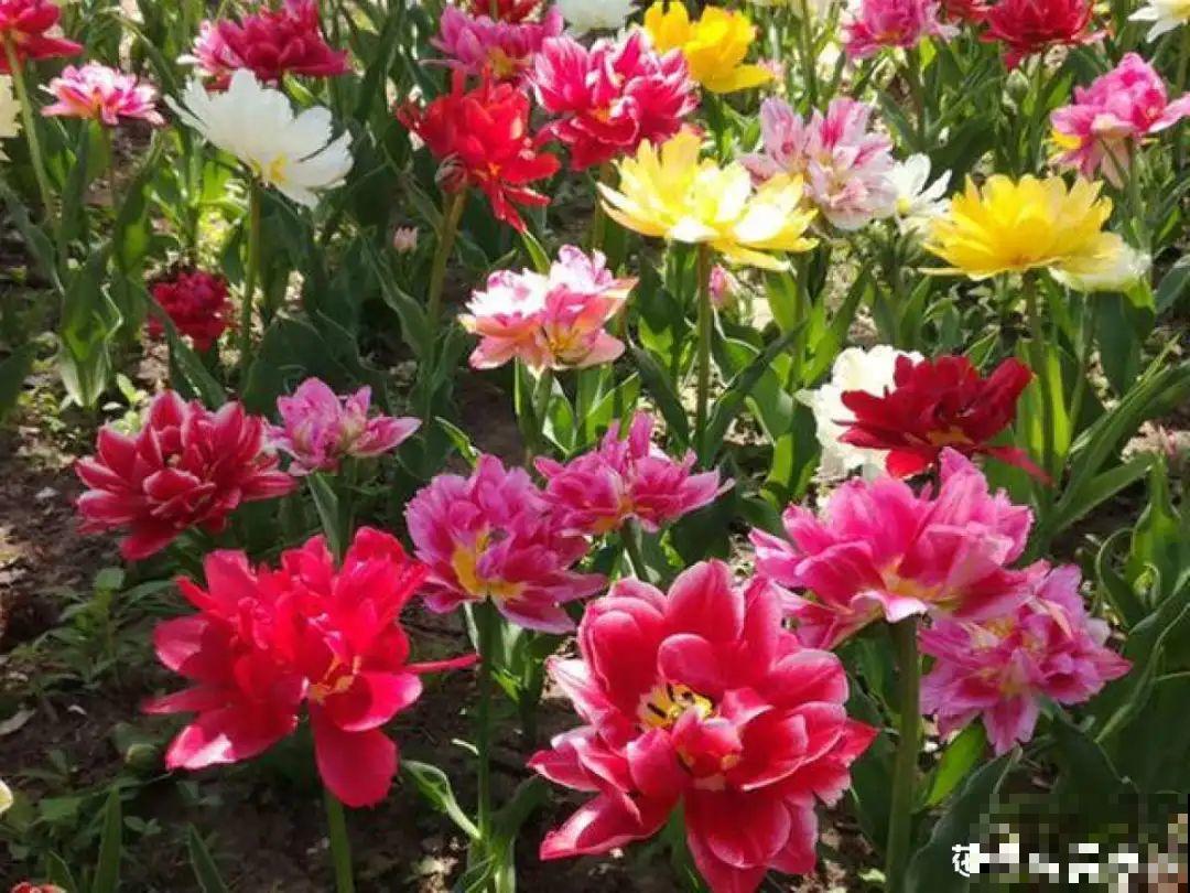 20到养花题，看看你能对几道，对一半就是大神