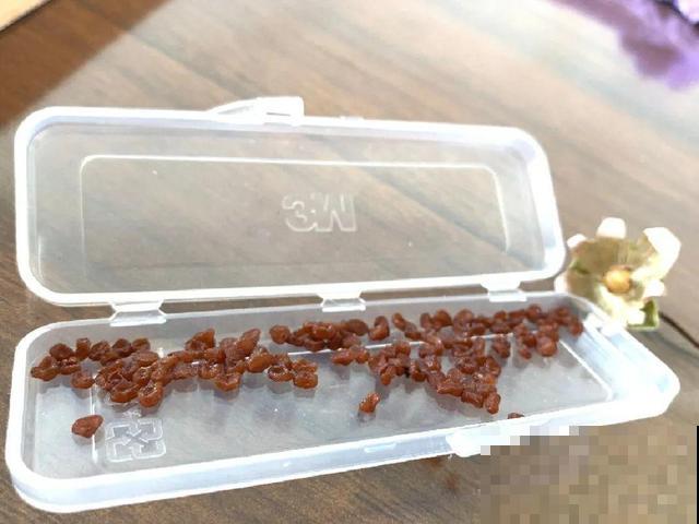 花开完别剪,再等15天,能收上千粒种子! 花开完别剪,再等15天,能收上千粒种子!