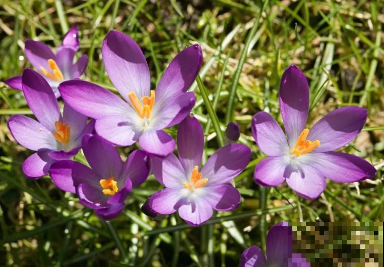 4种花只能北方养，南方种不了，只因温度太高！