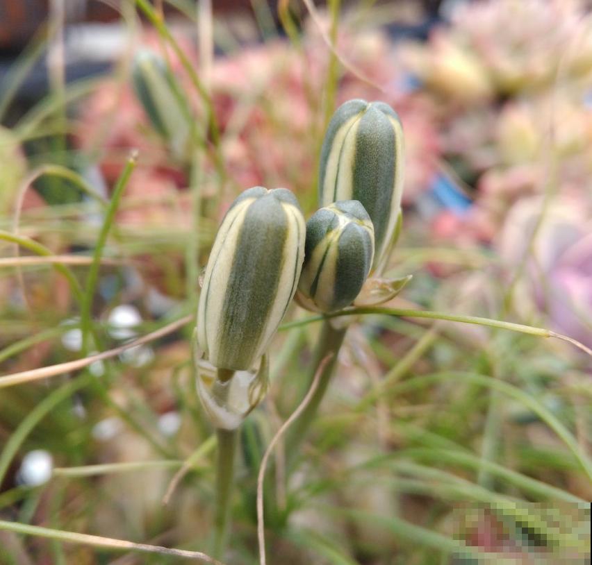 苍角殿很皮实，1个月不浇水都能活，养着省心！