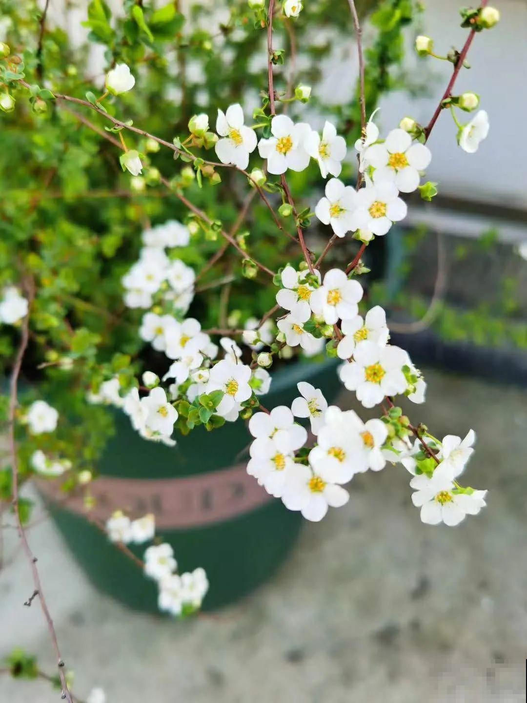 我在公司养300盆花，老板没批评，还帮忙拍照！