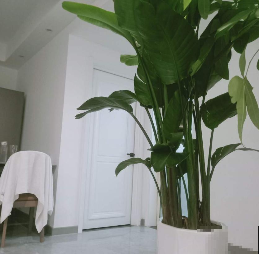 高大威猛的旅人蕉，室内养一盆，热带风情满满！